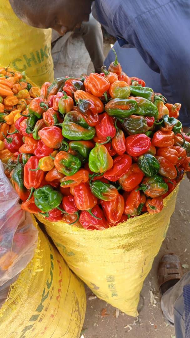Fresh red pepper